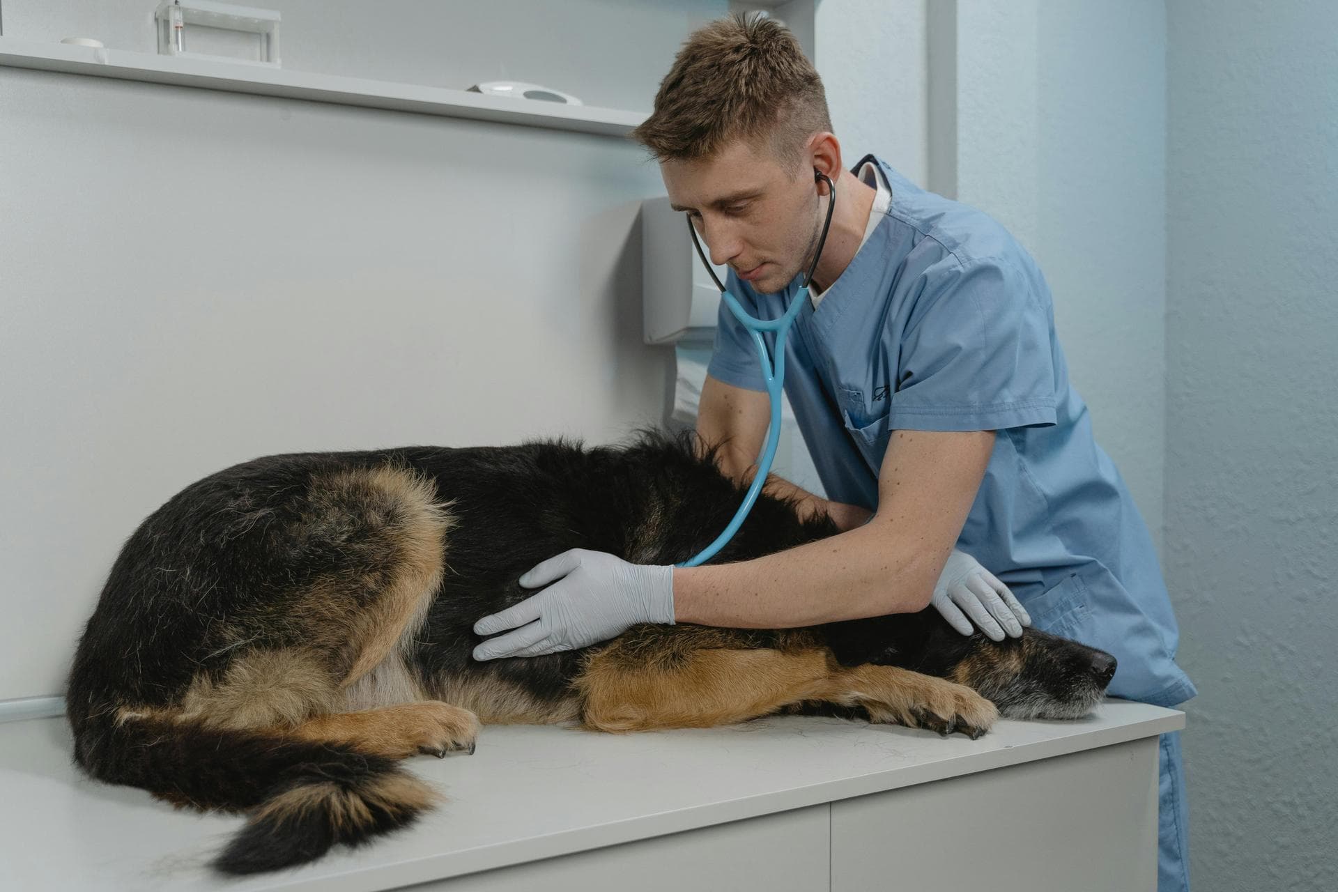 Best Vets in Stonewall